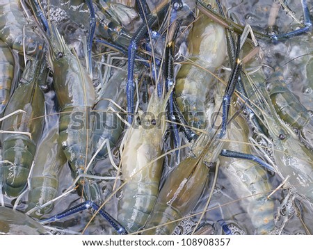 Fresh raw shrimps freeze by ice ready for sale in the seafood market