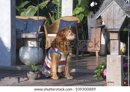 Nice and docile golden retriever dog sitting in front of my house on a sunny day in winter
