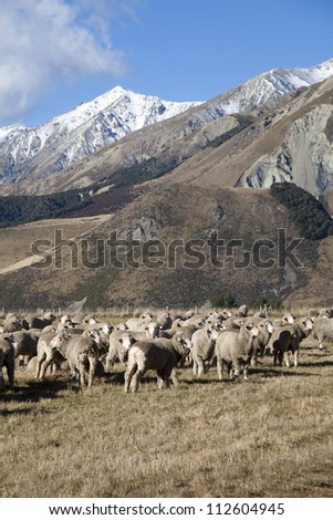 Sheep farm and mountain valleys view southern island New Zealand