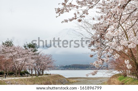 Beautiful scenery of pink cherry blossom trees and mount Fuji as a background along the pathway in spring, Kawaguchi Japan