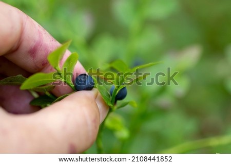 Similar – Image, Stock Photo Picking wild blueberries in the forest