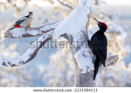 Similar – Image, Stock Photo Black Woodpecker on the moor