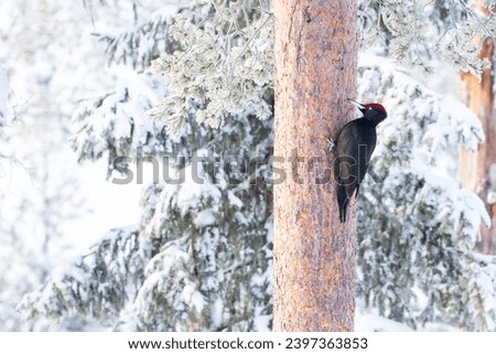 Similar – Image, Stock Photo Black Woodpecker on the moor