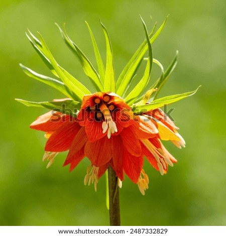 Similar – Image, Stock Photo Fritillaria imperialis (crown imperial, fritillary or kaiser crown) is a species of flowering plant in the lily family. Close-up