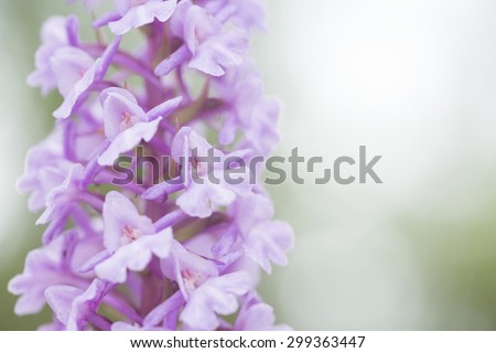 Fragrant orchid, Gymnadenia conopsea. Pastel pink flower on green pastel background
