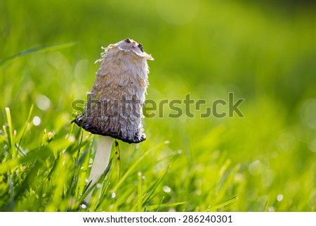This mushroom is called Coprinus Comatus has a history closely associated with the history of the Second World War in Germany, was used as ink authenticity of documents, is an edible mushroom