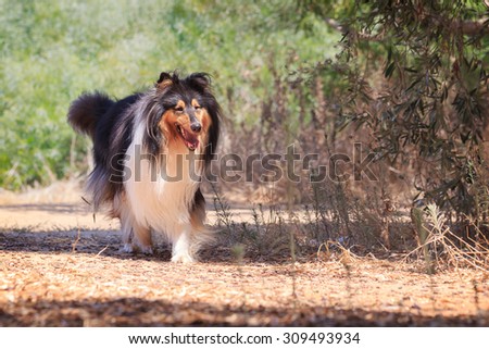 Running toward black collie. Happy dog in the summer sun.