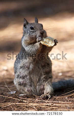 squirrel eating chip