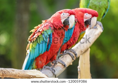 Beautiful multi colored macaw predominantly red and blue and green colors