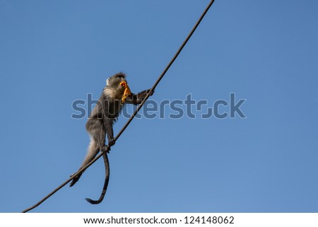 A small monkey walking up an electric cable with food in its mouth