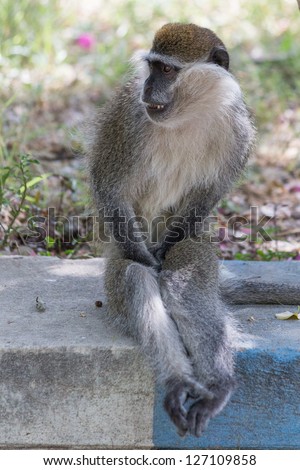 A monkey sitting on a pavement with its private parts covered