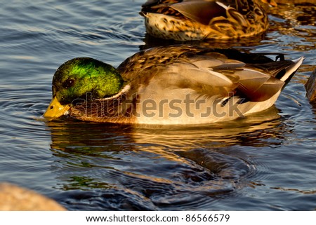 A duck in a pond with its head in the water lit by the beautiful golden rays of sun set
