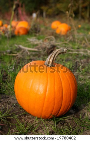 Fall pumpkin in harvest field with pumpkins in background. Vertical format.