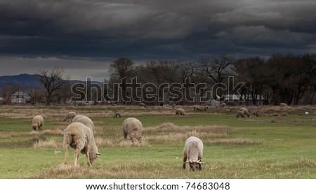A photograph of some sheep grazing.  There is a storm above.