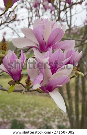 Spring, Park, Magnolia tree, Flowers, Magnolias, Outdoors, Nature, Pink, Blossom,