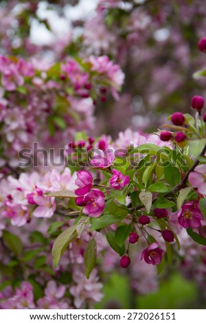 Spring, Cherry Blossom, Flowers, Tree, Nature, Park, Outdoors, Ornamental Cherry,