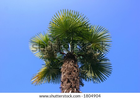 Isolated palm tree against blue sky background, worm\'s eye view.