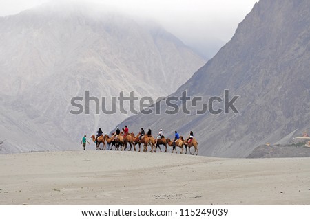NUBRA, INDIIA - AUGUST 12: Camel safari in Nubra Valley, Ladakh, India on August 12, 2012. The double hump Bactrian camels were used for transportation in the \'Silk Route\' during 17th to 19th century.