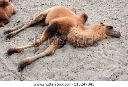Double hump Bactrian  Camel lay down on the sand in Nubra valley, Ladakh