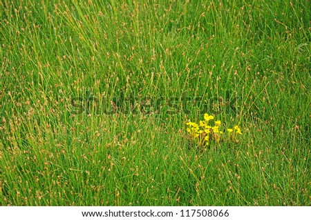 Yellow wildflower on green grass background at Ladakh, India