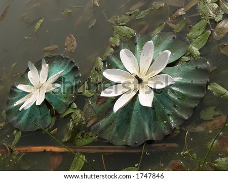 Artificial water lillies with electric lamps, close-up