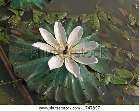 Artificial water lily three with electric light, close-up
