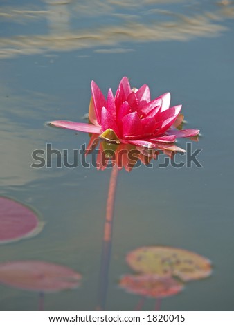 Nymphaea (red water lily) two, close-up
