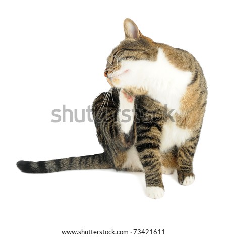 Cat scratching on white background