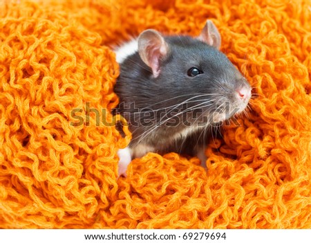 A close-up portrait of pet rat sitting in a nest made of orange yarn