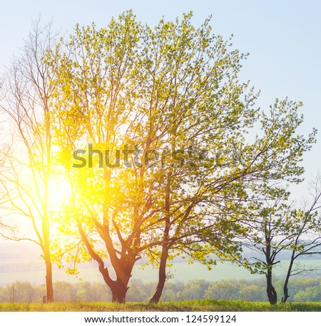 Big tree with branches and land with herbs