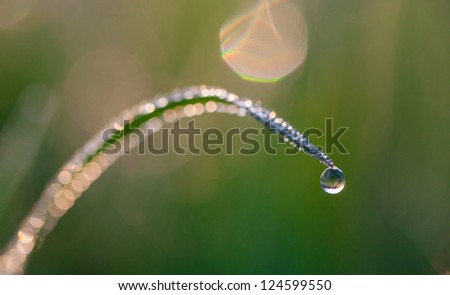 Fresh morning dew on spring grass, natural background - close up with shallow DOF.
