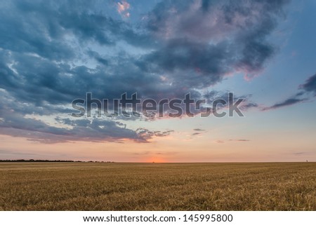 large wheat field at sunset. good harvest