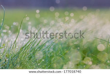 Fresh morning dew on spring grass, close up with shallow DOF.