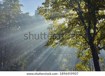 Similar – Image, Stock Photo Sun rays in tree near a farm