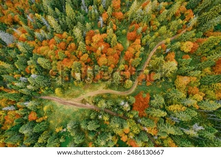 Similar – Image, Stock Photo Colorful Tree In Autumn With Fallen Orange Leaves