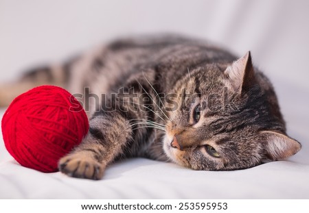 cat playing with ball of red yarn on white background