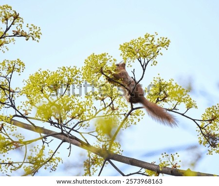 Similar – Image, Stock Photo Tree trunk with its annual rings