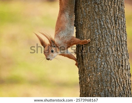 Similar – Image, Stock Photo Tree trunk with its annual rings