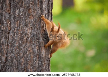 Similar – Image, Stock Photo Tree trunk with its annual rings