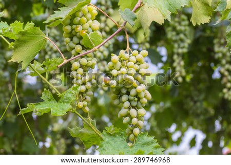 Bunch of grapes with green vine leaves in basket on wooden table against vineyard background in spring