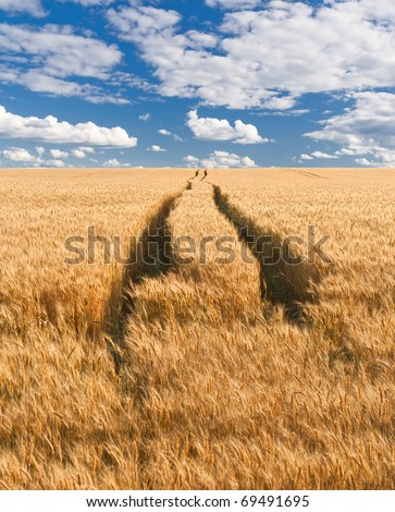 road in field with gold ears of wheat under hole in sky