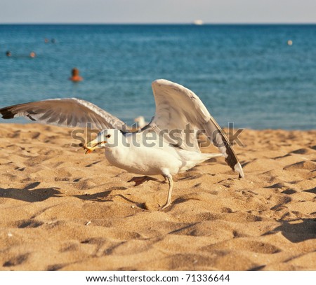 white gull on the beach stolen cookies