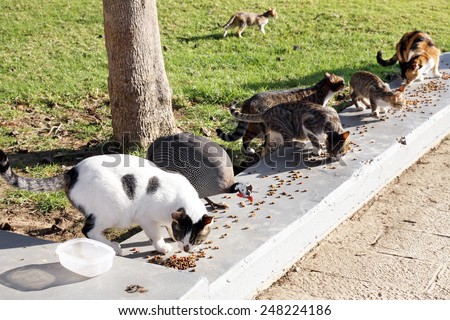 BEER-SHEBA, ISRAEL - JANUARY 12, 2012: Feeding the homeless cats and guinea fowl in the campus of the University behalf of Ben Gurion, Beer-Sheba