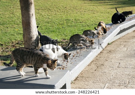 BEER-SHEBA, ISRAEL - JANUARY 12, 2012: Feeding the homeless cats in the campus of the University behalf of Ben Gurion, Beer-Sheba