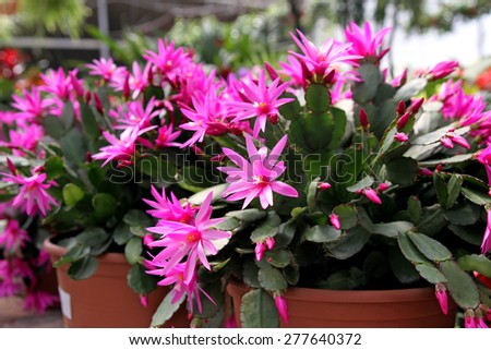 Indoor flower Rhipsalidopsis or \