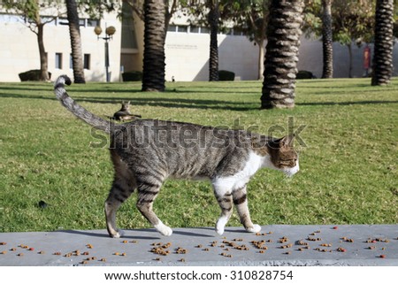 BEER-SHEBA, ISRAEL - JANUARY 12, 2012: Feeding the homeless cats in the campus of the University behalf of Ben Gurion, Beer-Sheba