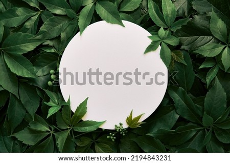 Similar – Image, Stock Photo Empty platform with plant leaves on beige background