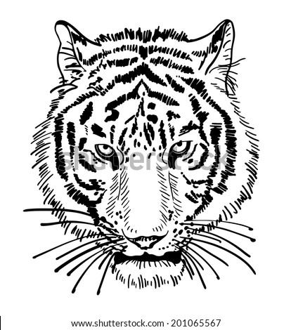 Artwork Of Tiger Face Portrait, Head Silhouette, Black And White Sketch ...