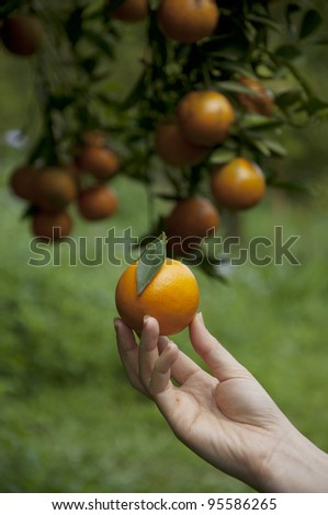 orange on tree human hand