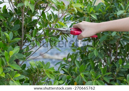 Pruning of trees with secateurs in the garden